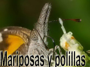 mariposas y polillas