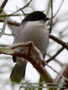 Monterita cabeza negra/Black-capped Warbling-Finch