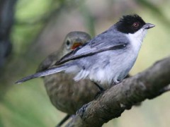 Monterita cabeza negraP/Black-capped Warbling-FinchP