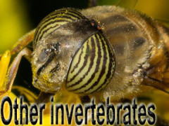 other invertebrates