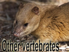 other vertebrates