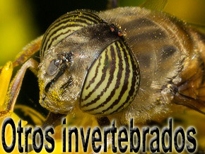 otros invertebrados