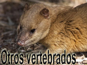 otros vertebrados