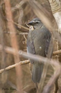 Pepitero gris/Greyish Saltator