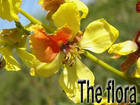 the flora