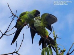 Ñanday/Nanday Parakeet