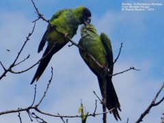Ñanday/Nanday Parakeet