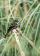 Viudita pico celeste/Blue-billed Black-Tyrant