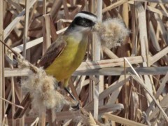 Benteveo común/Great Kiskadee