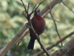 Brasita de fuegoM/Red-crested FinchM