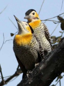 Carpintero campestre/Campo Flicker