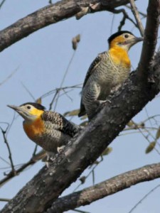 Carpintero campestre/Campo Flicker