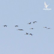 Flamenco austral/Chilean Flamingo