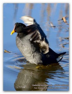 Gallareta escudete rojo/Red-fronted Coot