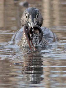 Macá pico grueso/Pied-billed Grebe