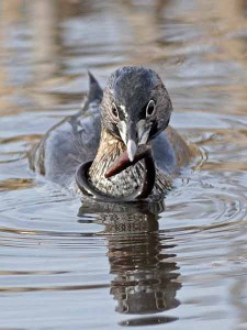 Macá pico grueso/Pied-billed Grebe