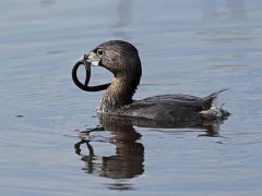 Macá pico grueso/Pied-billed Grebe