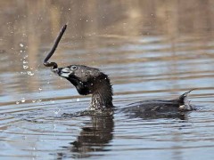 Macá pico grueso/Pied-billed Grebe