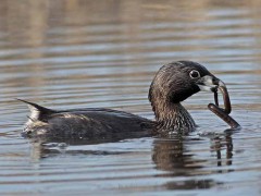 Macá pico grueso/Pied-billed Grebe