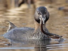 Macá pico grueso/Pied-billed Grebe