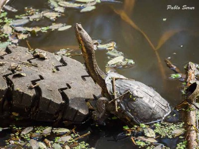 Tortuga cuello de serpiente/Snake-necked Turtle