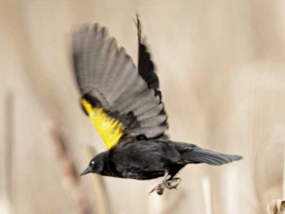 Varillero ala amarilla/Yellow-winged Blackbird