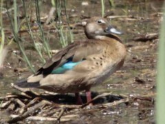 Pato cutiríH/Brazilian DuckF