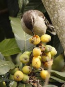 Calandria grande/Chalk-browed Mockingbird