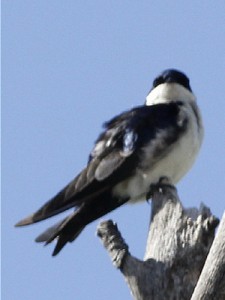Golondrina barranquera/Blue-and-white Swallow