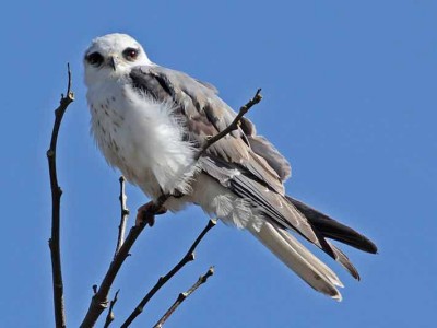 Milano blancoJ/White-tailed KiteJ