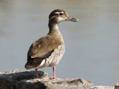 Pato de collarH/Ringed TealF