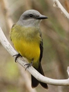 Suirirí real/Tropical Kingbird