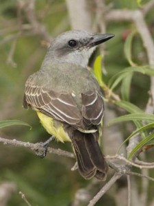 Suirirí real/Tropical Kingbird