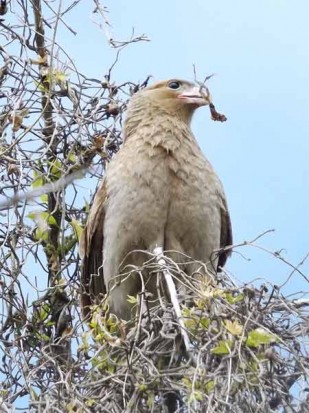 Chimango/Chimango Caracara