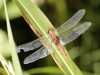 Orthemis sp