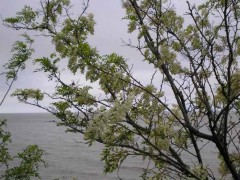 Acacia blanca/Black Locust