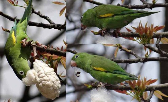 Catita chirirí/Yellow-chevroned Parakeet