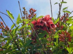 Ceibo/Cock spur tree