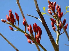 Ceibo/Cock spur tree