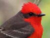 Churrinche/Vermilion Flycatcher