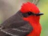 Churrinche/Vermilion Flycatcher