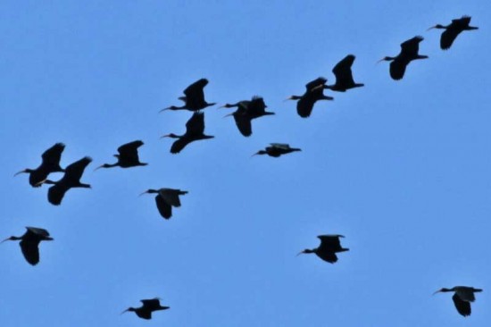 Cuervillo cara pelada/Bare-faced Ibis