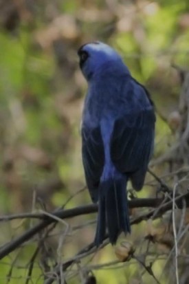 Frutero azul/Diademed Tanager