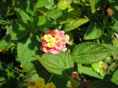 Lantana/Lantana