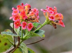 Lantana/Lantana