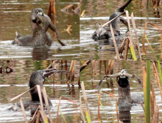 Macá pico grueso/Pied-billed Grebe