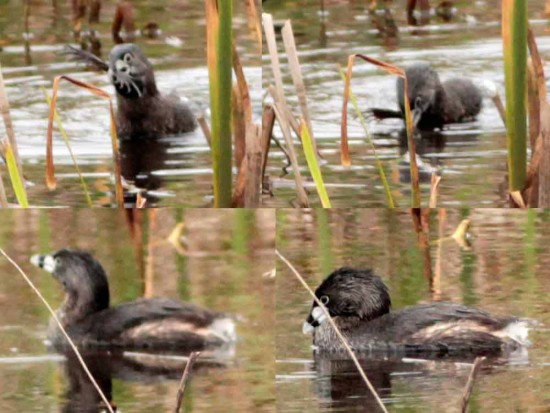 Macá pico grueso/Pied-billed Grebe