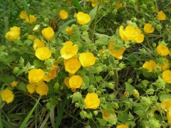 Malvavisco/Hairy indian mallow