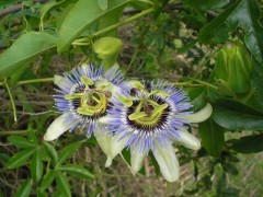 Mburucuyá/Passion flower