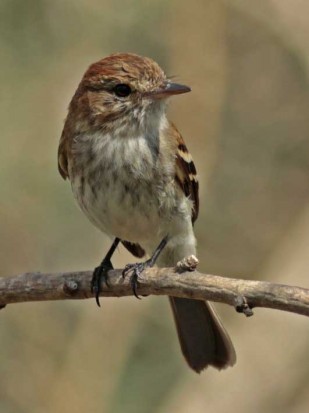 Mosqueta estriada/Bran-colored Flycatcher